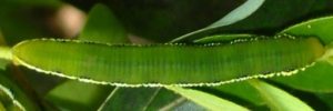 Final Larvae Top of Yellow Migrant - Catopsilia gorgophone gorgophone